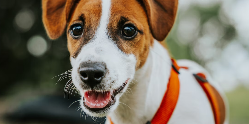 강아지 침흘리는 이유 6