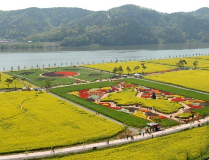 창녕 낙동강 유채축제