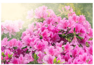 봄꽃 개화시기 2024 지역별 봄꽃축제