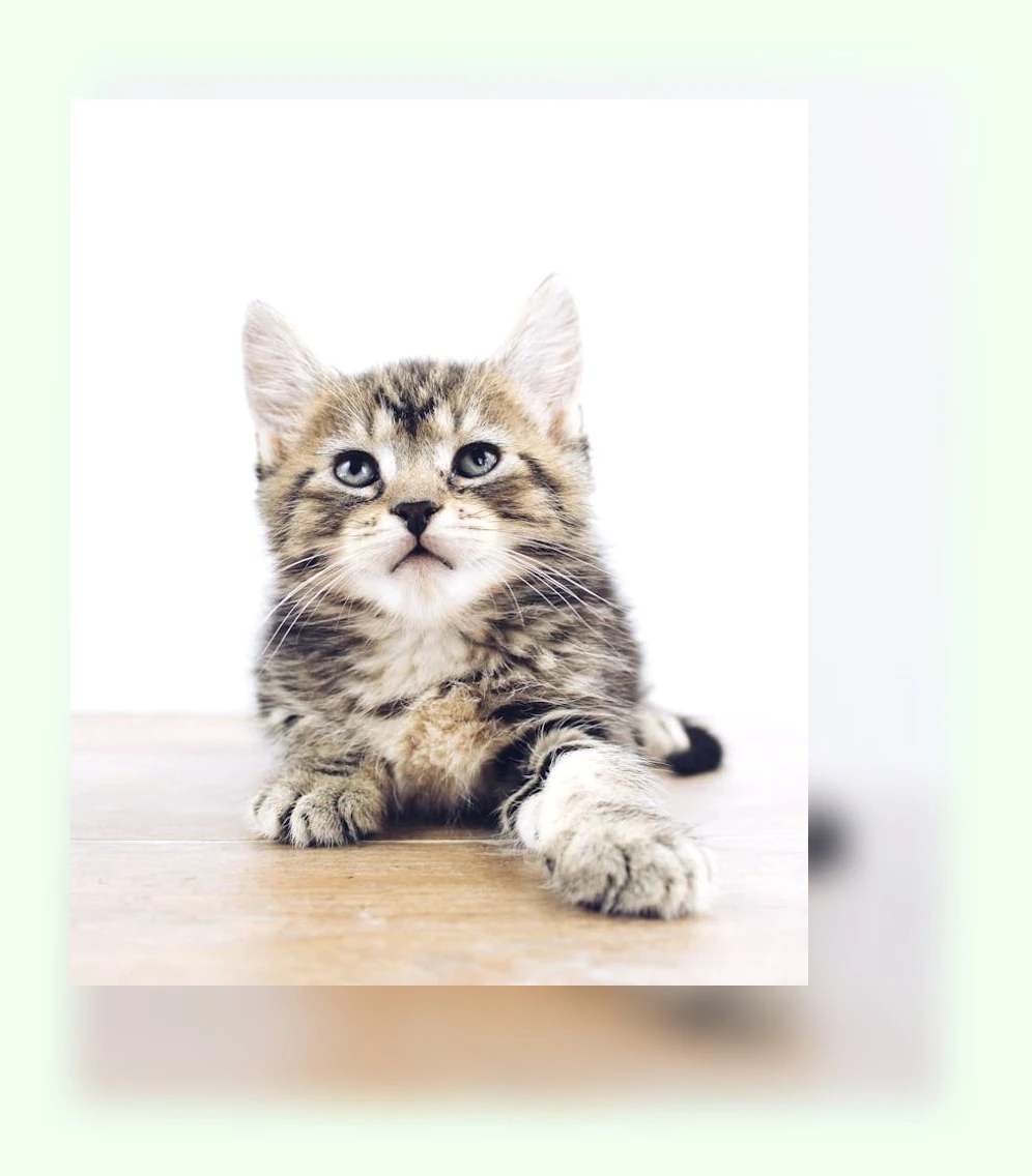 고양이 입양_2_subsection