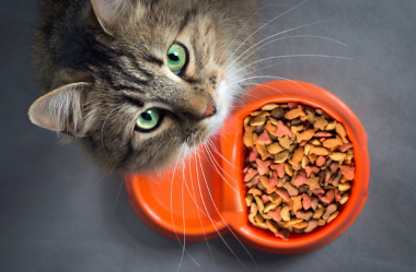 밥 먹는 고양이.