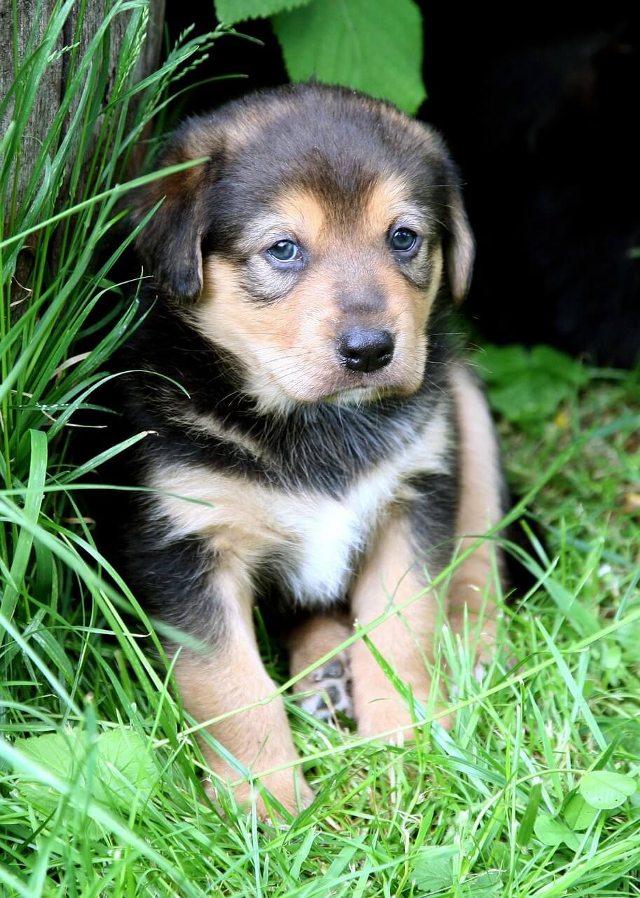 반려견이 주기적으로 풀을 뜯는 행동의 심리학적 해석