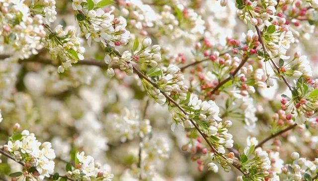 꽃가루 농도 눈 가려움 코막힘 실내 청소 요령_9