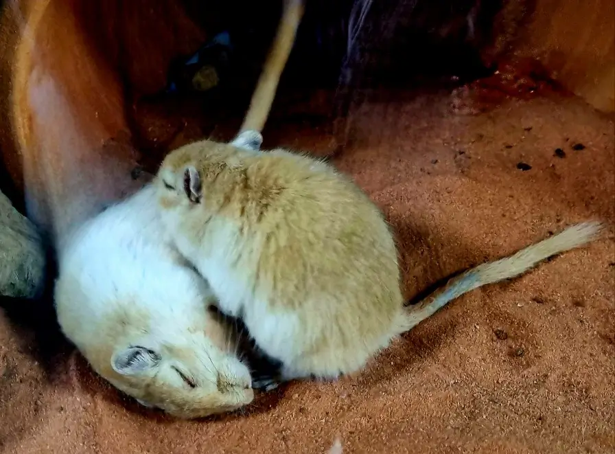 부천자연생태공원3. 부천자연생태박물관: 아이들이 좋아하는 공룡, 곤충, 물고기, 동물이 있는 곳
