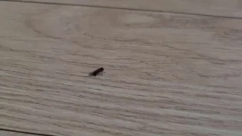 집안 벌레 퇴치법_20
