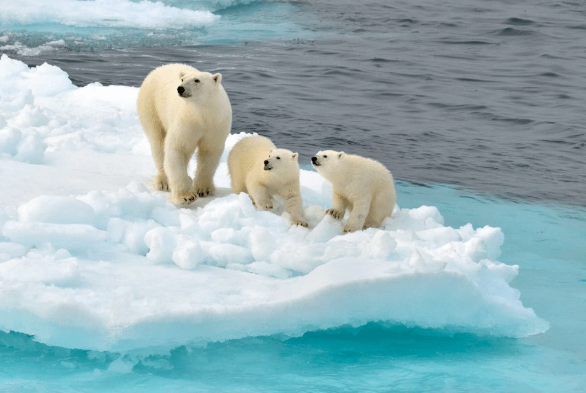 북극 빙하와 북극곰