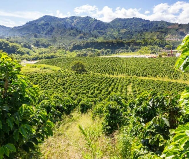 블루 마운틴 원두 산지