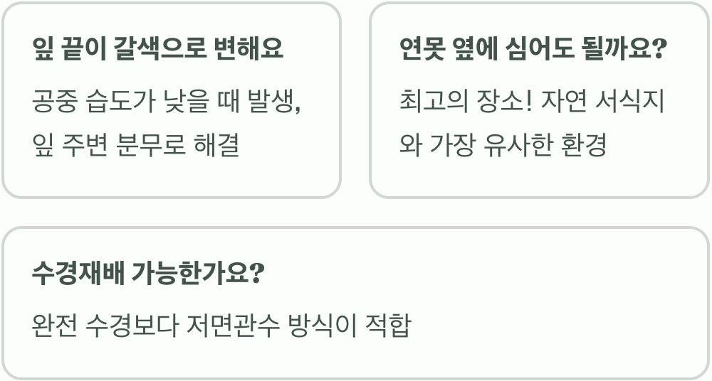 부처꽃 물주기&amp;#44; 물 좋아하는 꽃 과습으로 죽이지 않는 비법