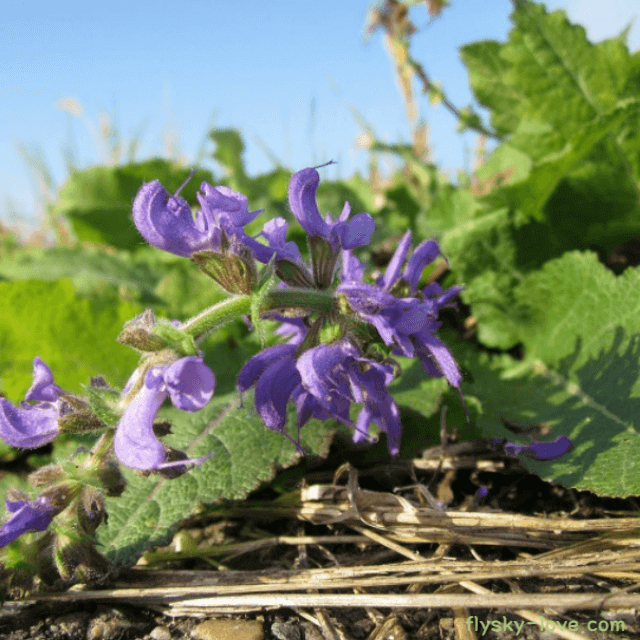클라리세이지 (Clary Sage), 클라리세이지 오일
