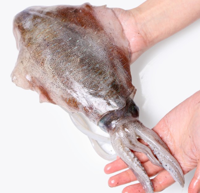 한국기행 무늬오징어물회 썸네일