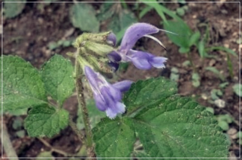 단삼의 효능에 대한 이야기