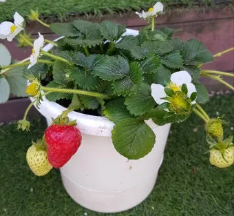 딸기 키우기 물주기 수경재배 비료관리 햇빛배치 실내 재배 팁_38