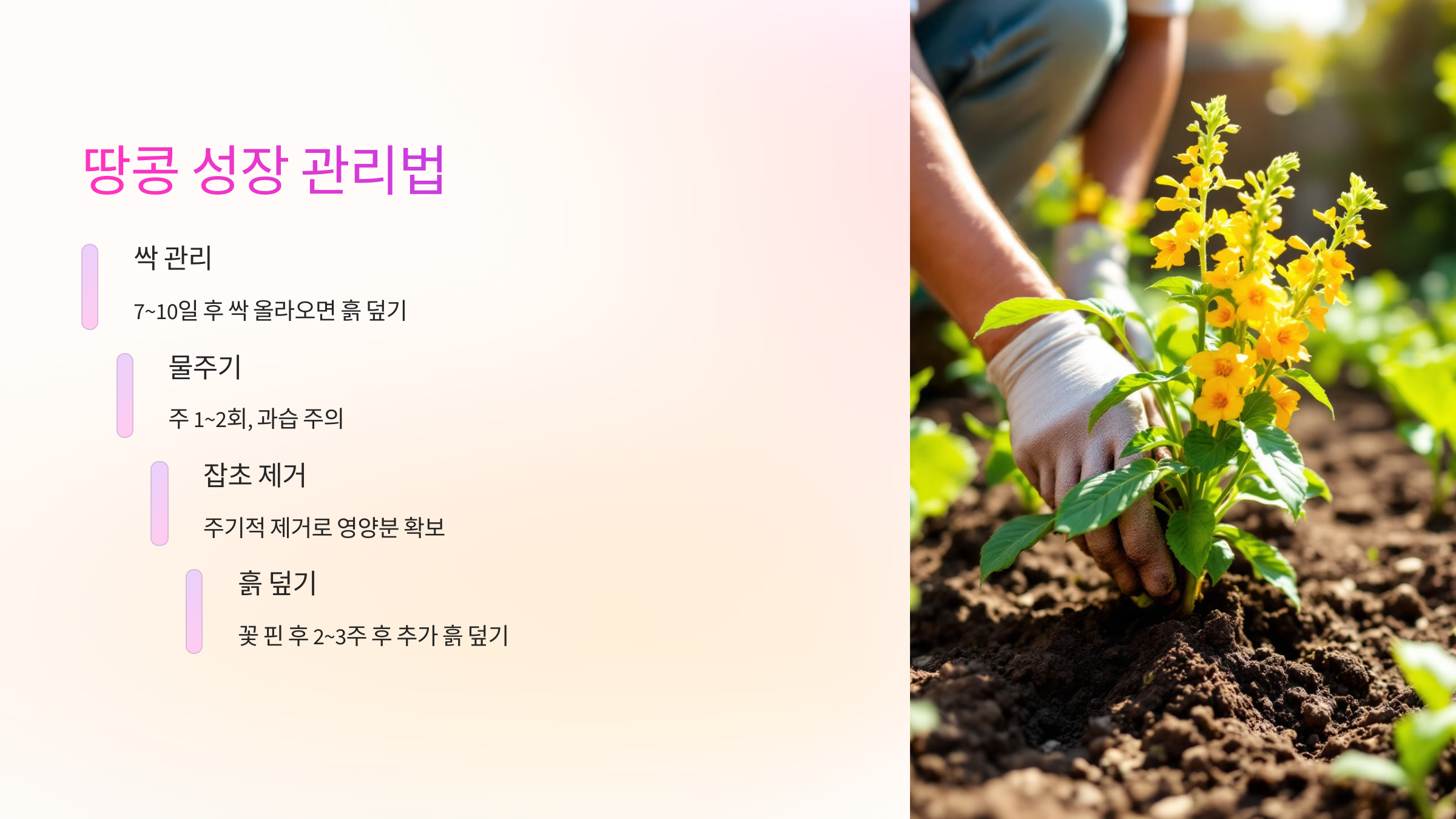 🌞 땅콩 성장 관리법