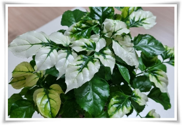 &quot;녹보수 키우기&quot; 집안에 행복과 행운을 불러오는 녹색의 보석 화초!