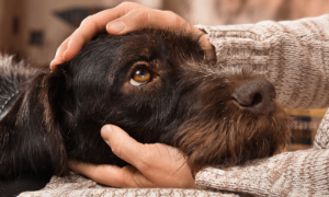 주인의 만져주는 손길을 좋아하는 강아지 모습