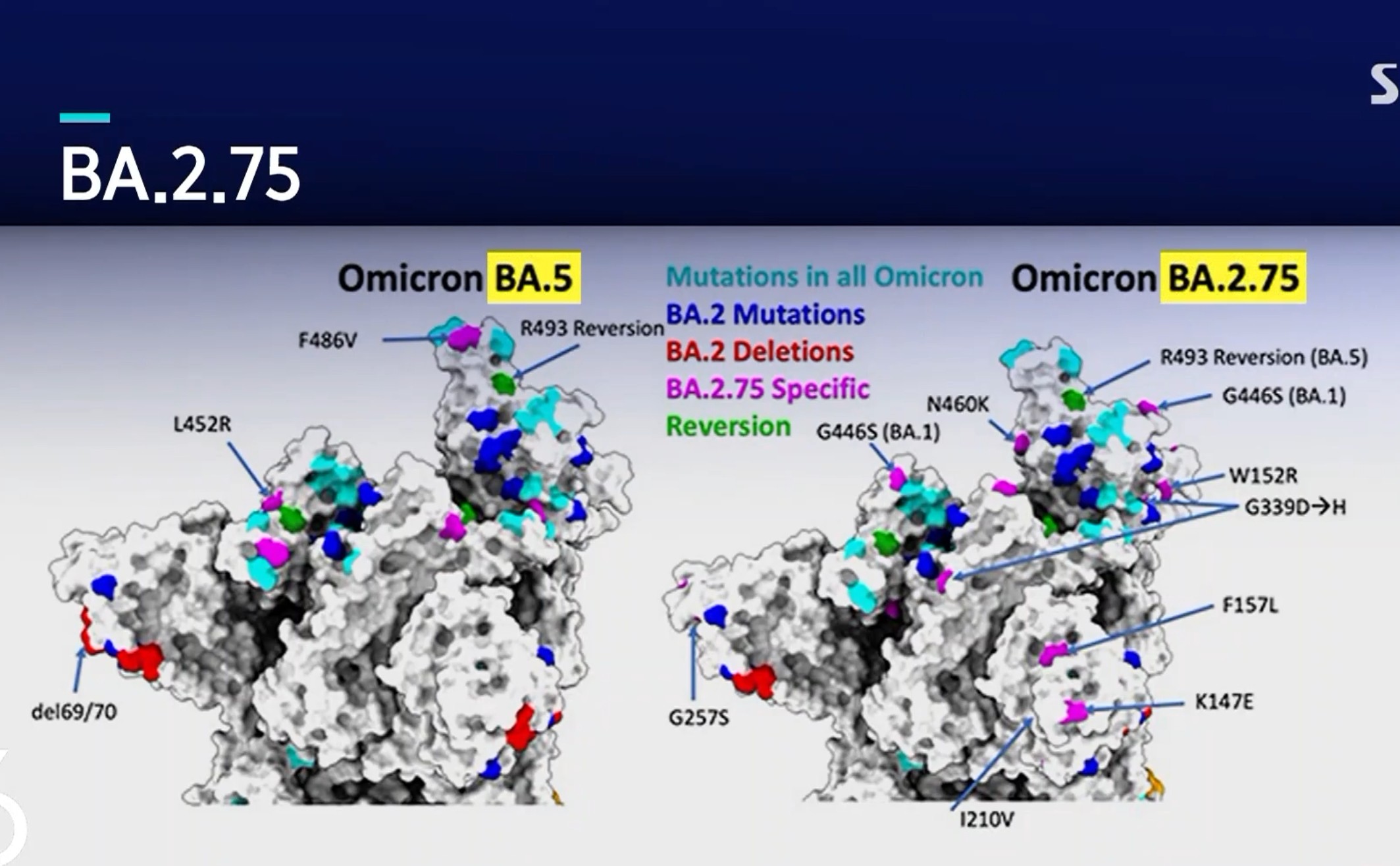켄타우로스 변이