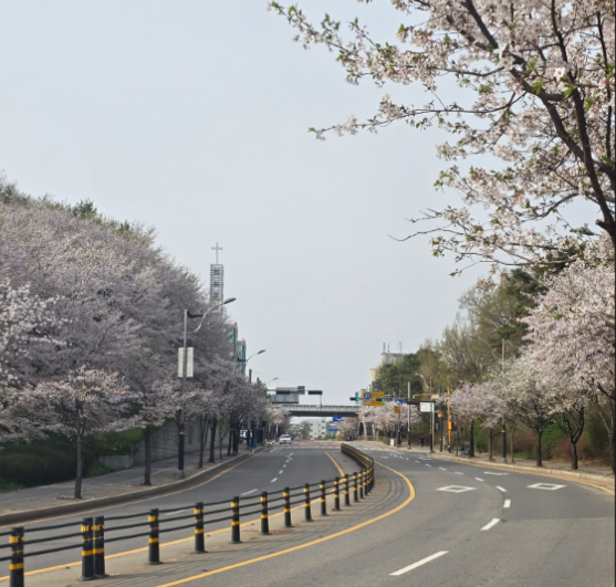 파주 벚꽃 사진