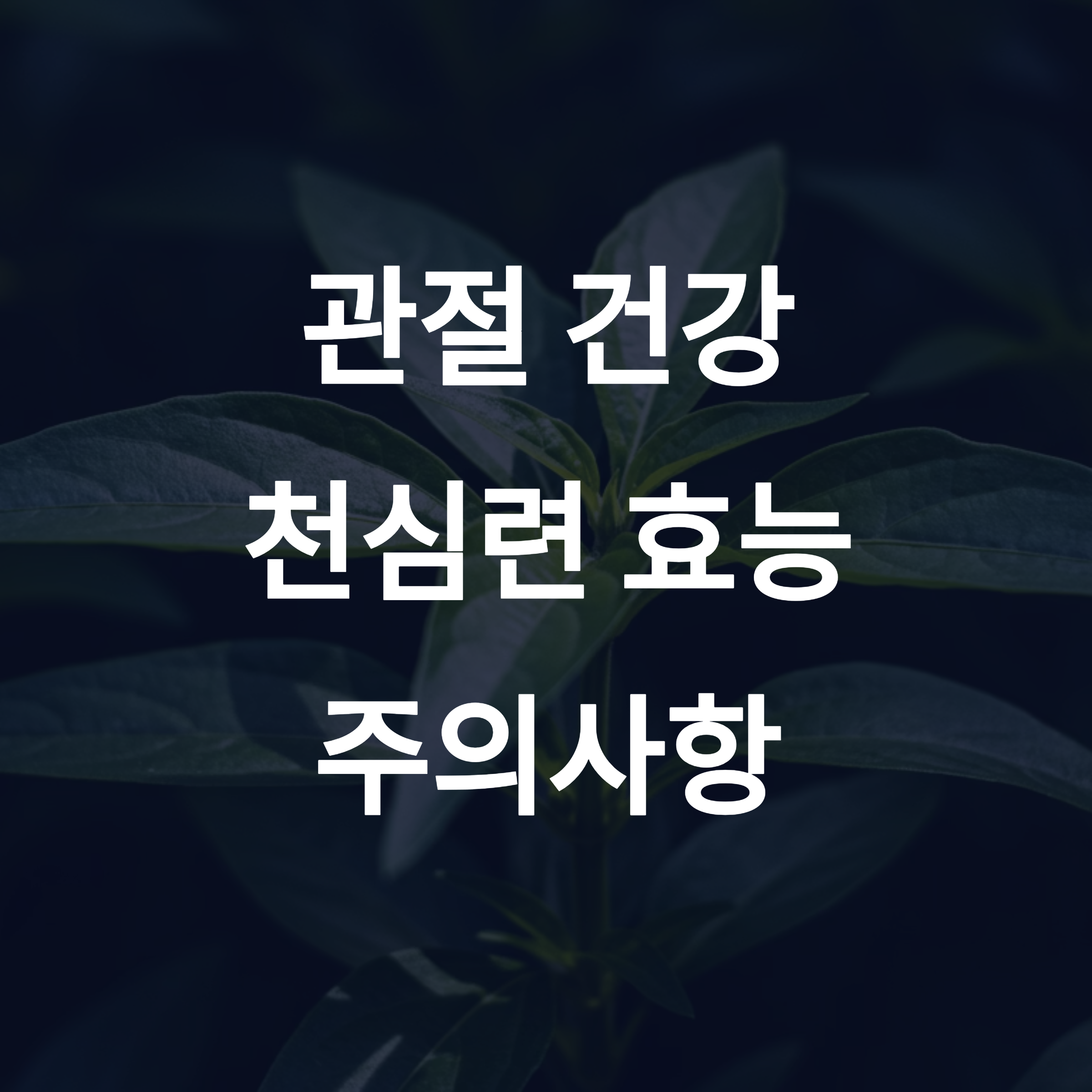 관절 건강을 위한 천심련 효능과 주의사항 (1)