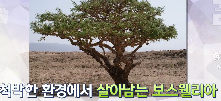 보스웰리아
