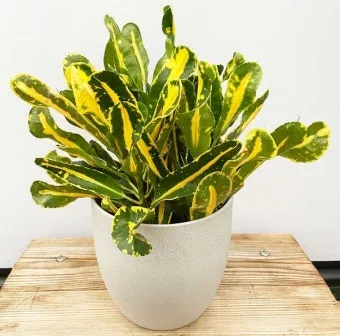 바나나물 효능 원리 부작용_17