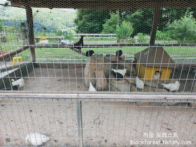 춘천 해피초원목장