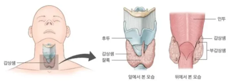 갑상선-갑상샘
