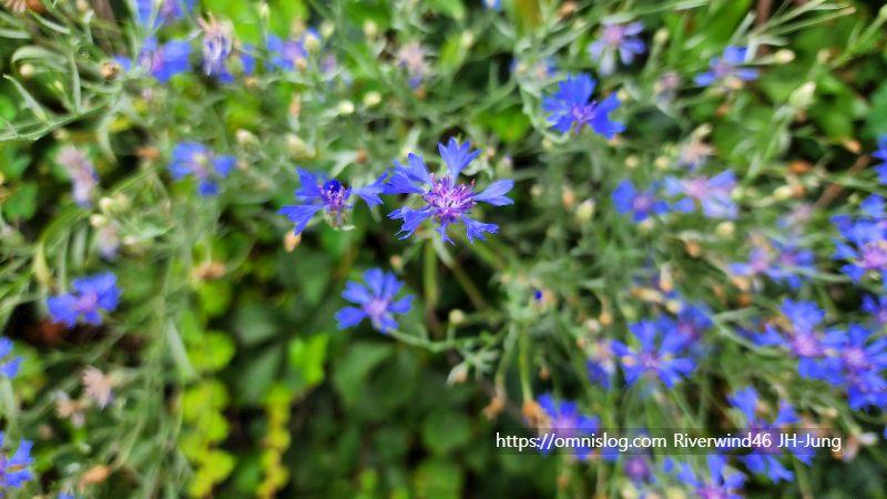 수레국화 Cornflower