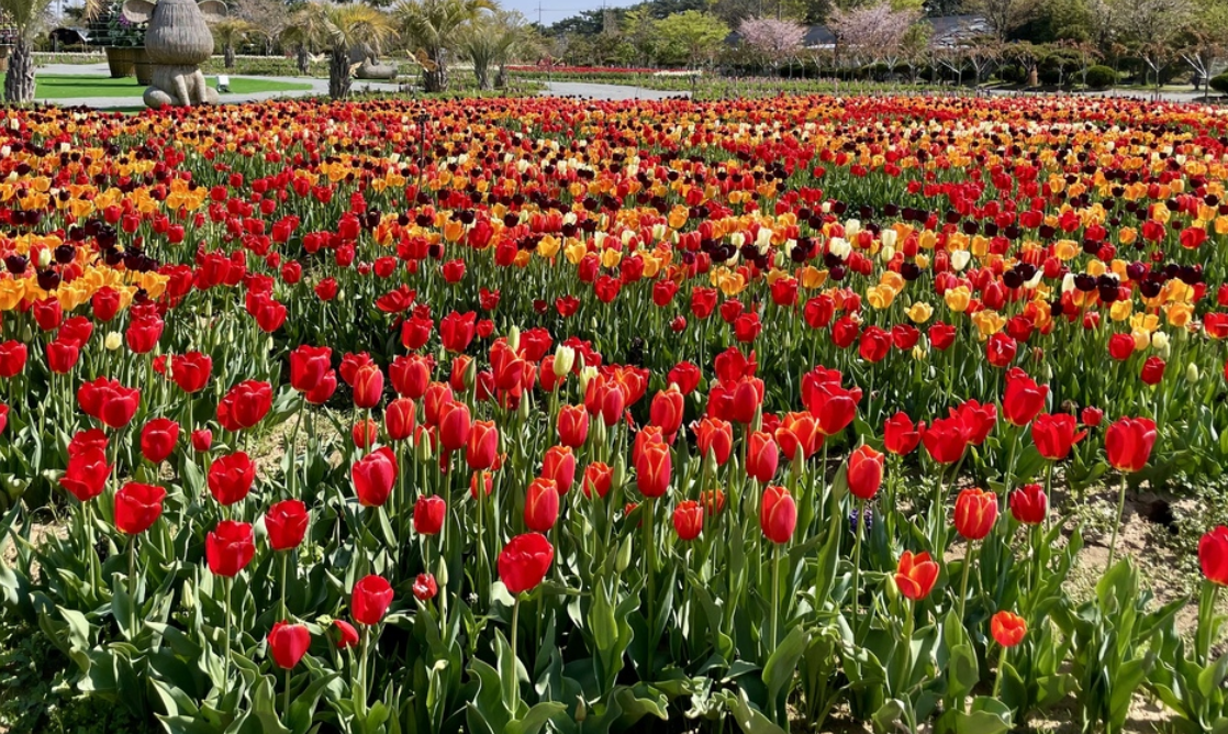 태안 튤립축제