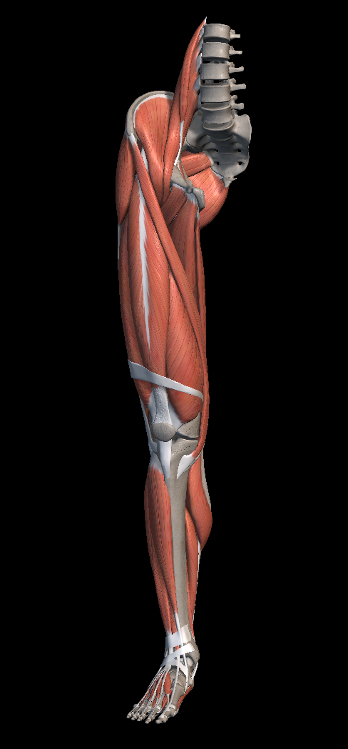 무릎 염증 원인