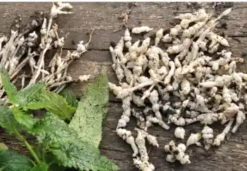 초석잠 효능과 영양성분, 주의점