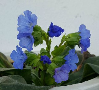 풀모나리아 이미지 사진