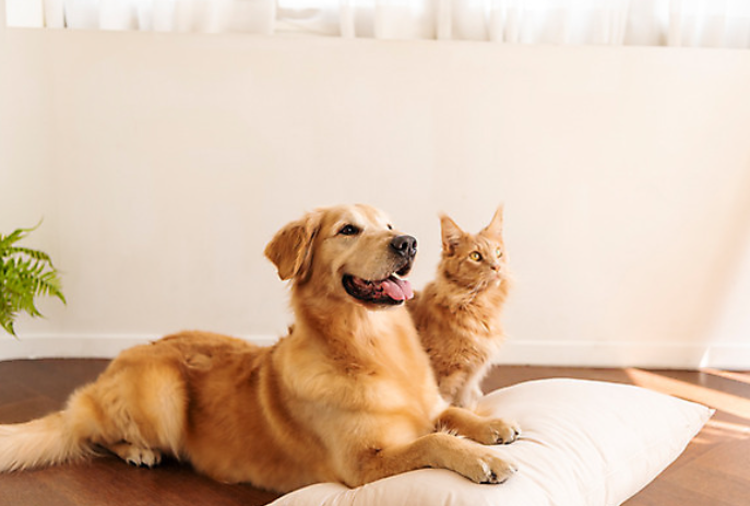 반려동물 질환의 조기 발견을 위한 교육 포인트