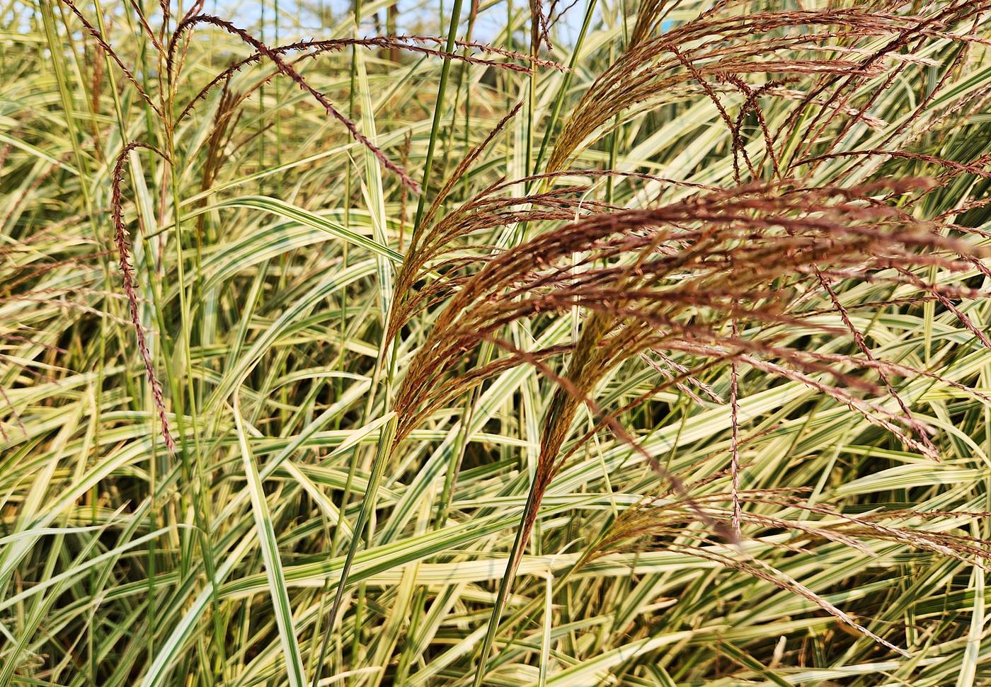 흰줄무늬억새 (참억새 바리에가투스)