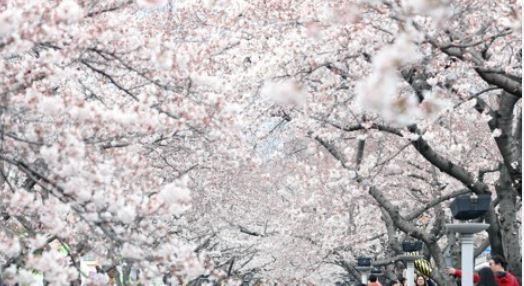 이천 벚꽃