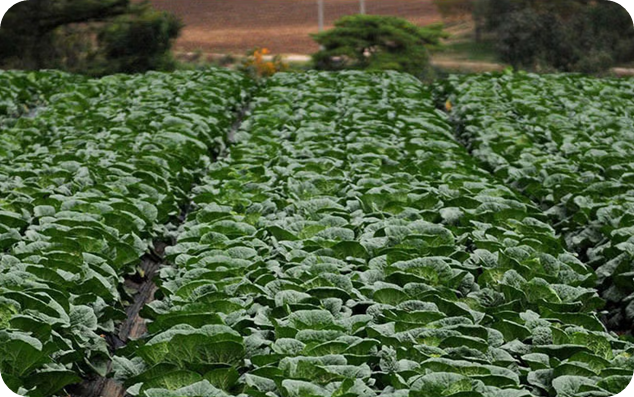 괴산 절임배추 20kg 직거래 가격 이미지 /츨처: SSG이마트몰