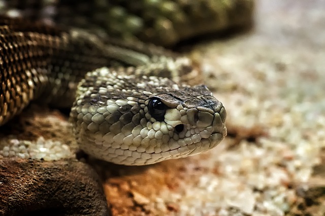 2024년 뱀띠운세