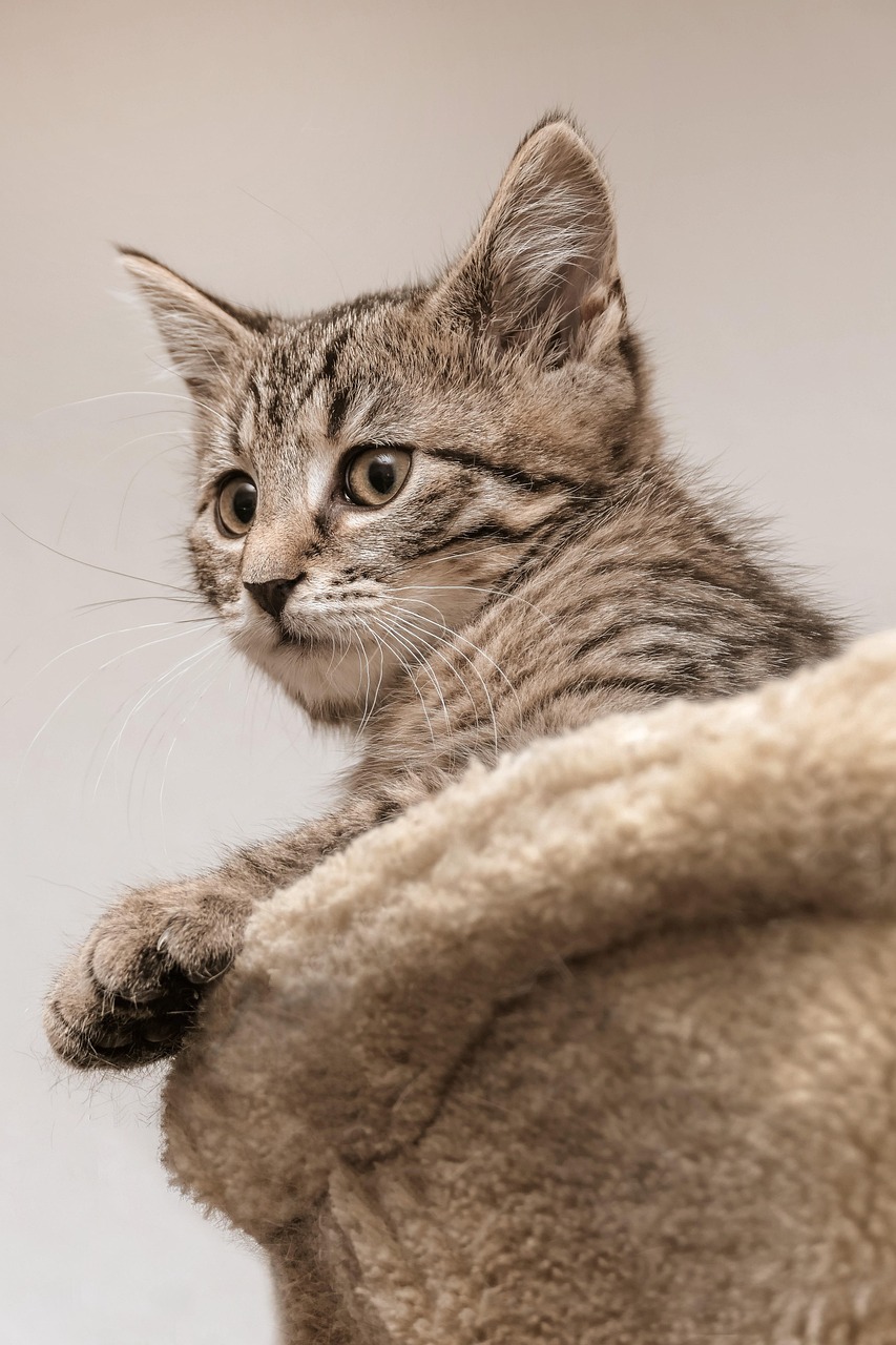 고양이 구내염 관리 루틴 (11)