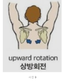 견갑골 상방회전