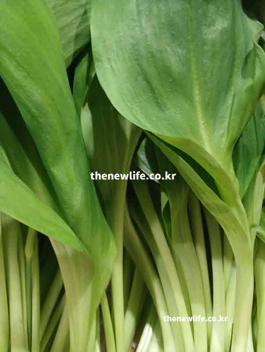 명이나물 효능 눈 건강 베타카로틴