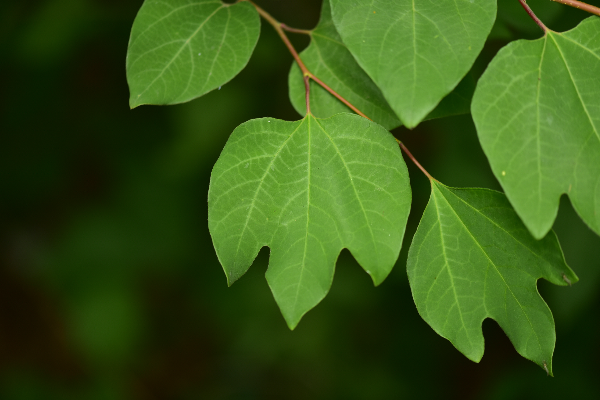 생강나무 오리발 잎