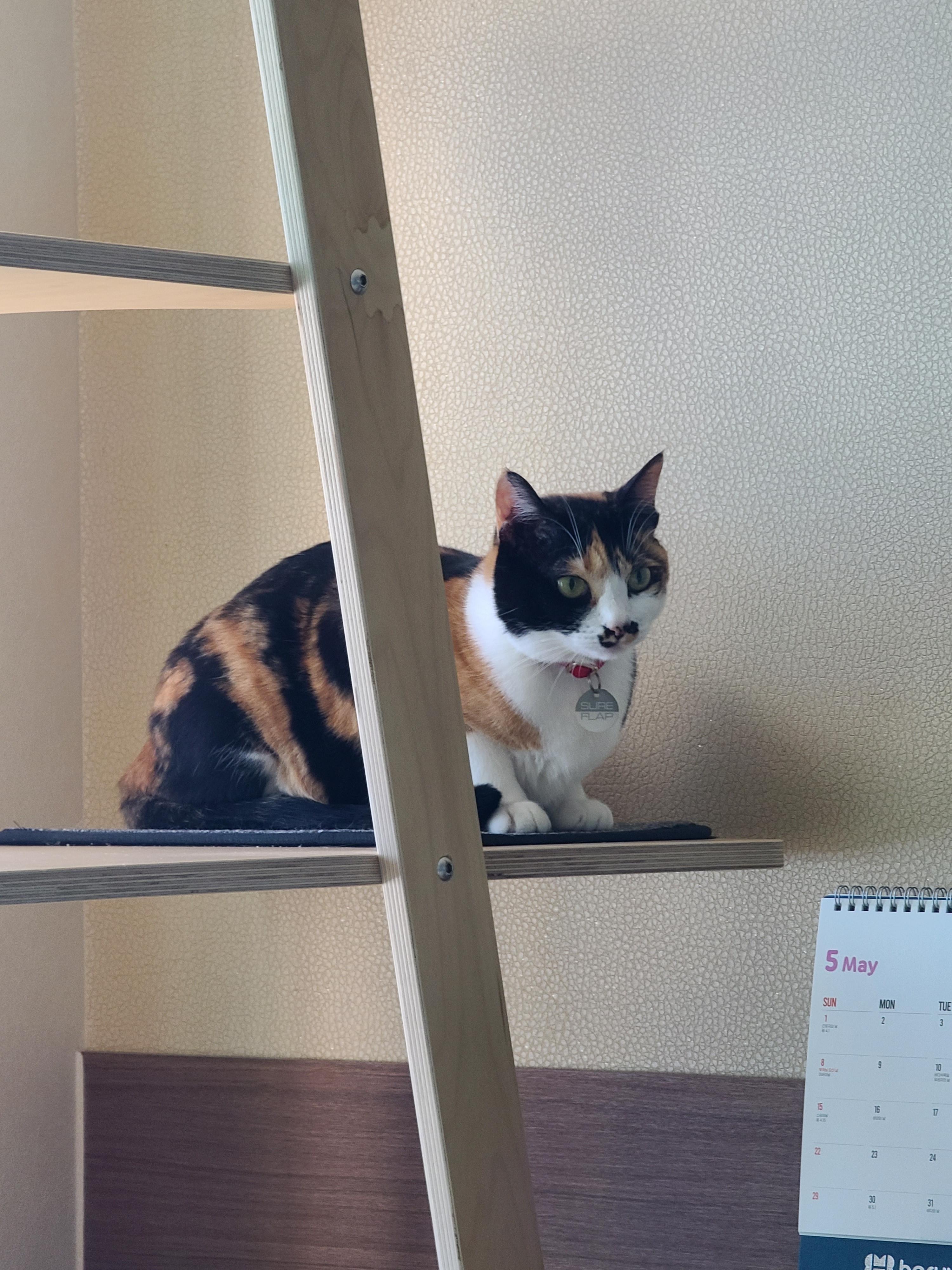 사료 안먹고 주식캔만 먹는 고양이 다다가 배가 고플때 하는 행동.