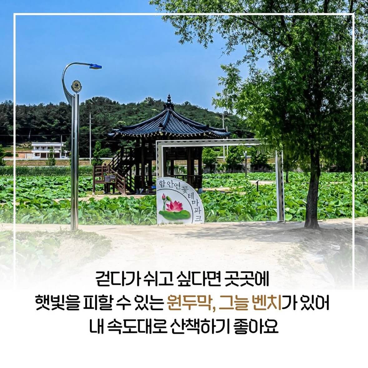 함안연꽃축제기간