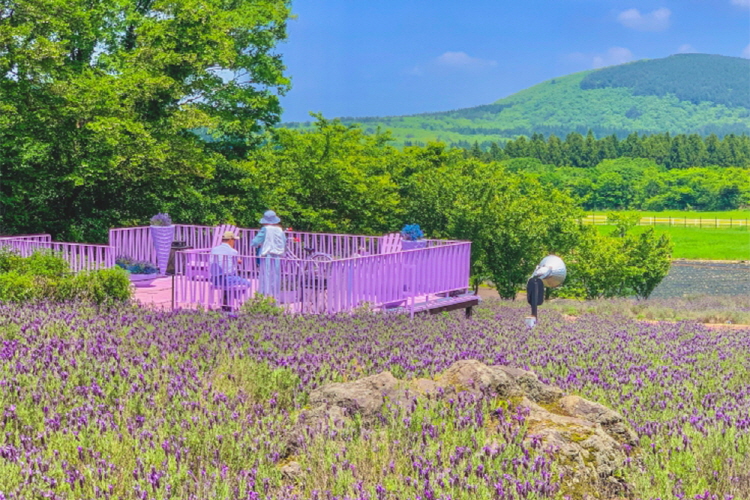 제주 에코랜드 테마파크
