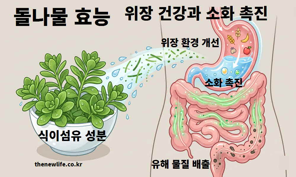 돌나물 효능 위장 건강 소화 촉진
