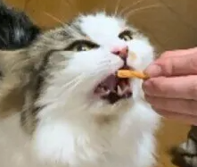 고양이의 치은 구내염 예방과 치료