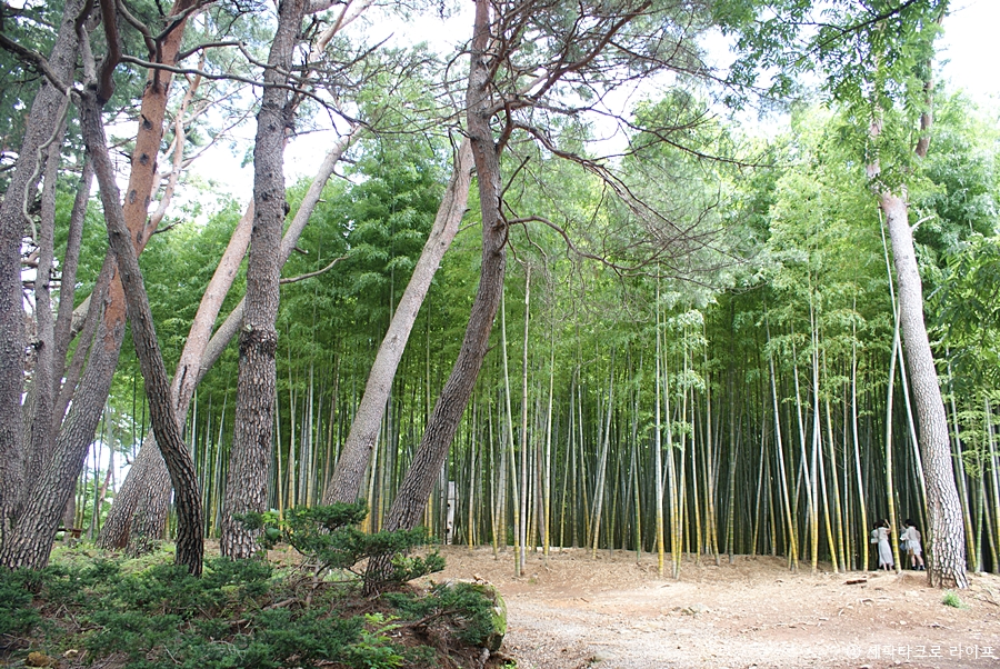 아홉산숲
