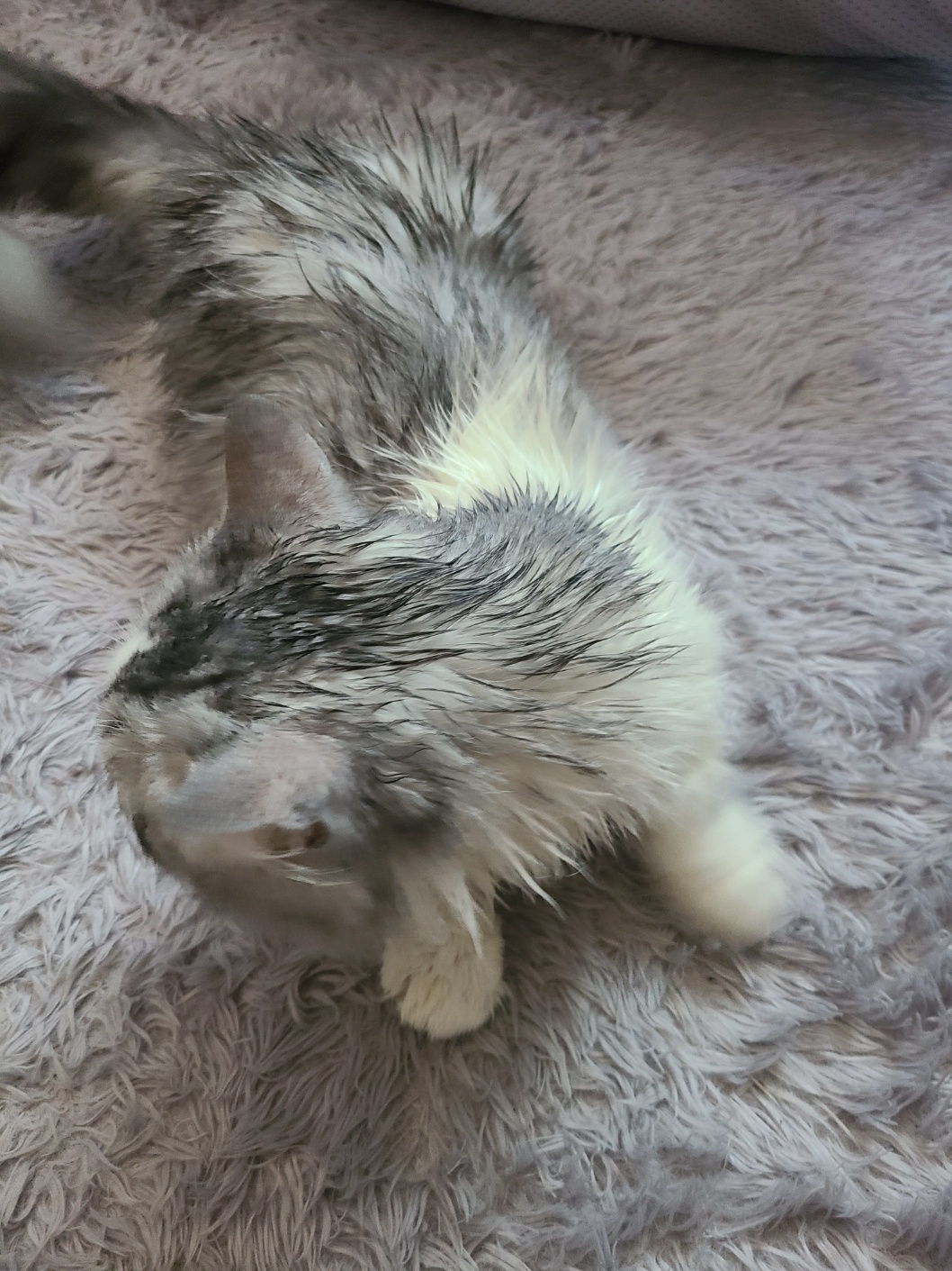 헨로포우 고양이 샤워장갑 사용 후 놀아주기