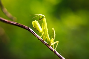 mantis