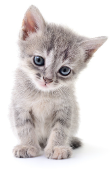 고개를 갸우뚱하고 있는 새끼 고양이.