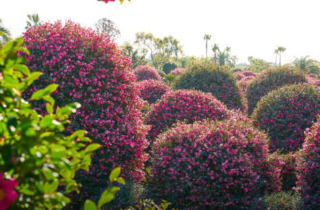 제주도 동백꽃 명소 best 5